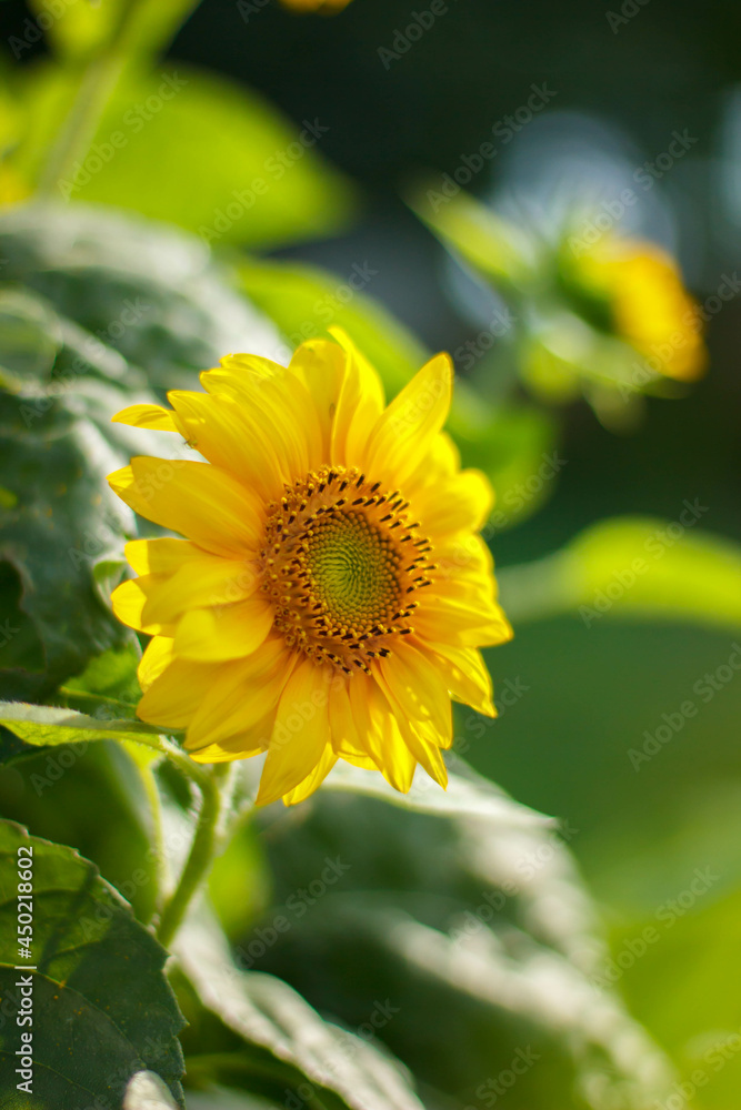 Sunflowers. Sunflowers in the rays. Close up of sunflowers. Sunflowers. Sunflowers in the rays. Close up of sunflowers.