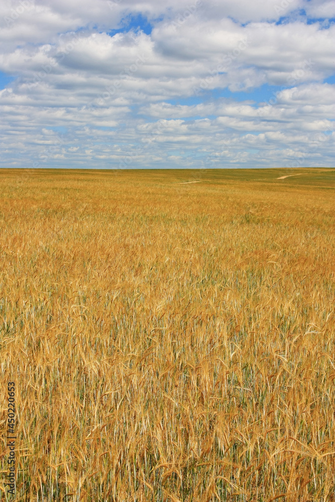 Field of yellow ears of wheat