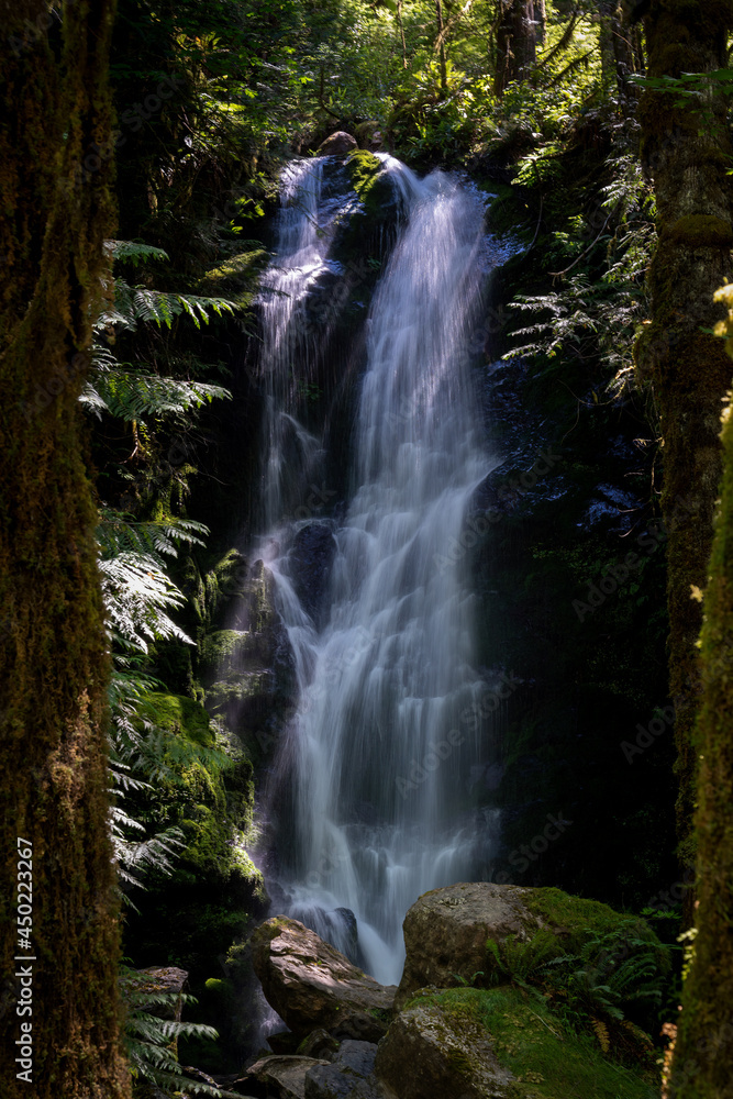 Obraz premium merriman waterfall in quinault rainforest between trees