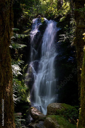 merriman waterfall in quinault rainforest between trees