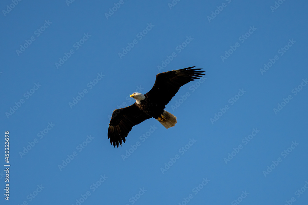 Fototapeta premium american bald eagle in flight