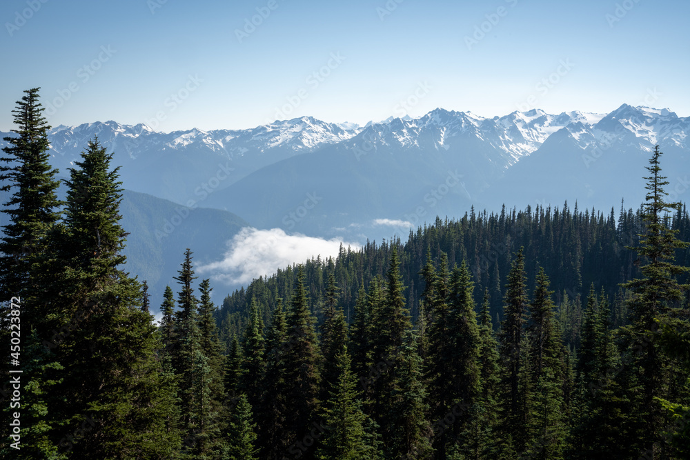 snow capped mountains and evergreen forest with low clouds in olympic national park