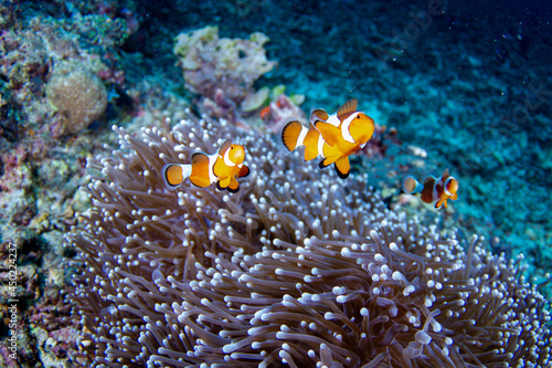 Clown Anemonefish, Amphiprion percula, swimming among the tentacles of its anemone home, Indo Pasific Ocean, Indonesia