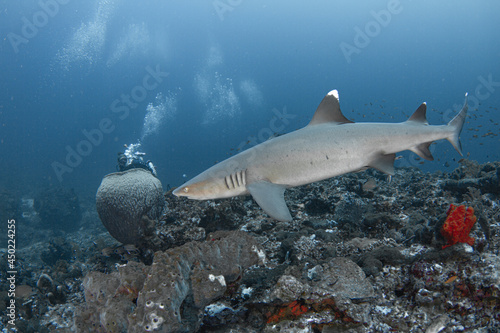 Whitetip Reef Shark swiming in deep blue sea with coral reef in Komodo National Park, Indonesia.