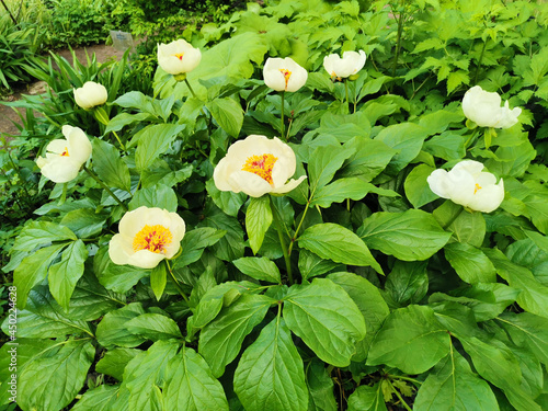 Wittmann's peony (lat.Paeonia wittmanniana Hortwiss. ex. Lindt) white with an orange middle with red flecks in the botanical Garden of St. Petersburg. photo