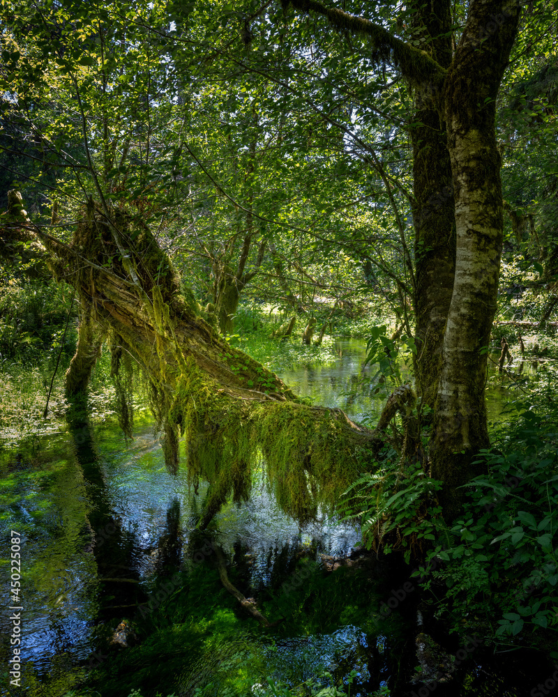 mossy tree over the clear waters at hall of the mosses in olympic national park mossy tree over the clear waters at hall of the mosses in olympic national park