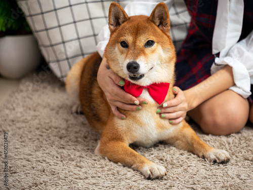 Close up Asian woman sitting hugging Shiba Inu dog on carpet in living room, Happy girl playing love pet concept