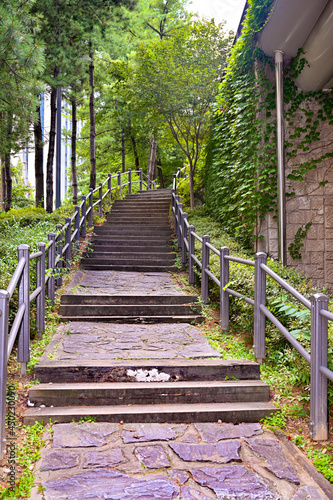 Tree Green Stair Path Background