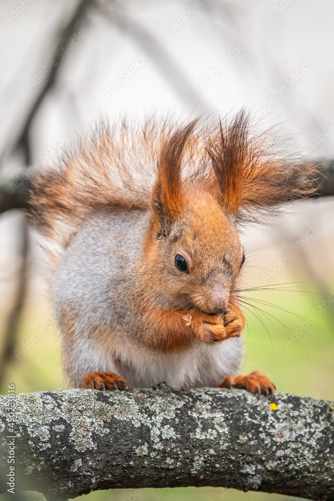 Fototapeta premium The squirrel with nut sits on a branches in the spring or summer.