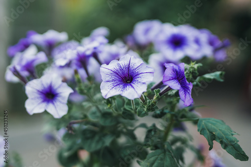 Petunias close up. Beautiful blue petunia flowers in bloom in the garden