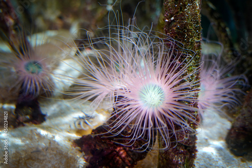 Underwater environment, sea anemones on the ocean floor