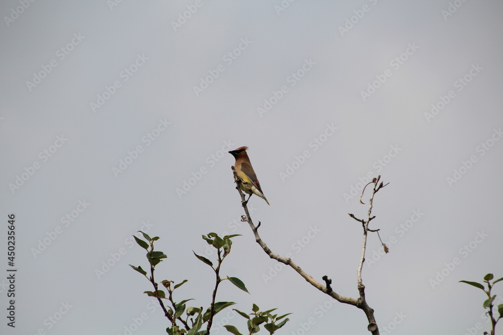 Waxwing On Branch, Pylypow Wetlands, Edmonton, Alberta Waxwing On Branch, Pylypow Wetlands, Edmonton, Alberta