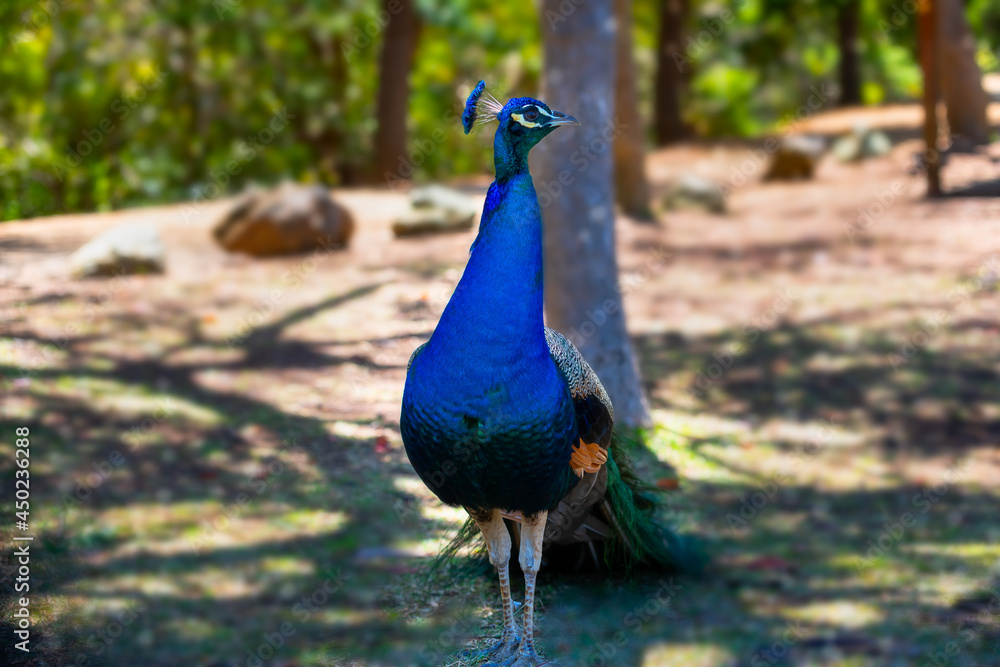 Portrait of a peacock isolated on blurred background Portrait of a peacock isolated on blurred background