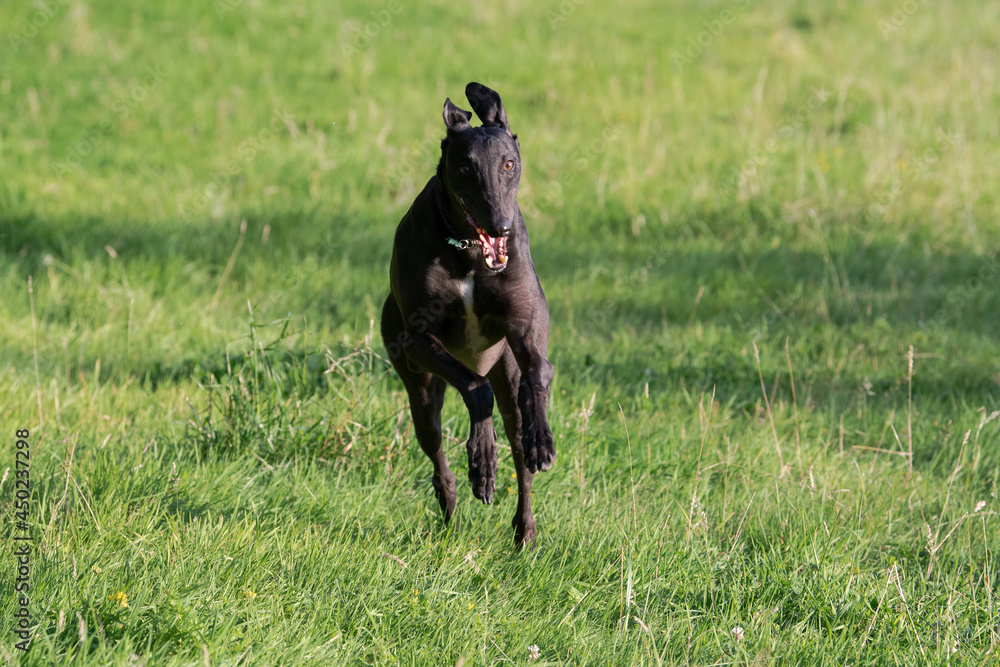 black greyhound running in a field in the evening black greyhound running in a field in the evening