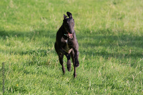 black greyhound running in a field in the evening