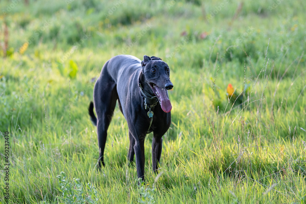 black greyhound standing in a field panting black greyhound standing in a field panting
