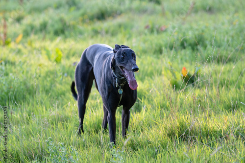 black greyhound standing in a field panting