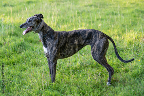 brindle greyhound standing in a meadow panting