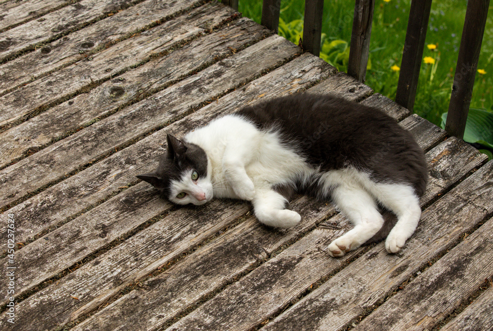 chat gris et blanc couché sur le côté à l'extérieur sur une surface en bois en été chat gris et blanc couché sur le côté à l'extérieur sur une surface en bois en été