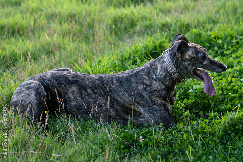 brindle greyhound lying in a meadow panting brindle greyhound lying in a meadow panting