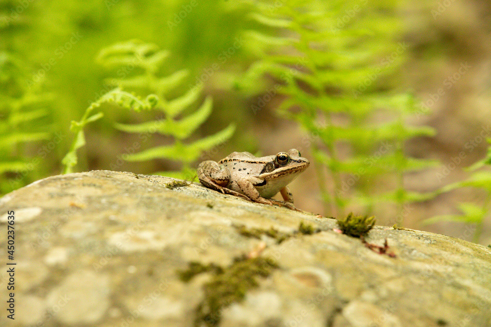 Gros plan sur une grenouille assis sur une roche en été avec verdure en arrière plan Gros plan sur une grenouille assis sur une roche en été avec verdure en arrière plan