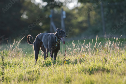 black greyhound standing in a meadow with a curly tail in the evening