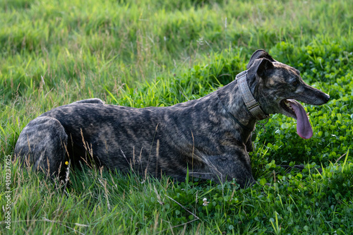 brindle greyhound lying in a meadow panting
