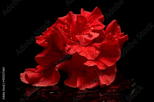 Red hibiscus on a black background. Red petals of hibiscus flowers with water drops.