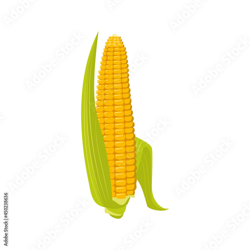 Corn on the cob with leaves and grains. Summer and autumn harvest, delicious food. Source of vitamins, yellow vegetables