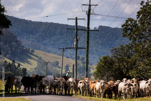 Mustering cattle in the mary valley photo