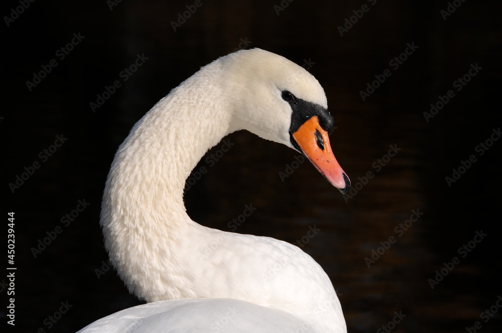 Fototapeta premium Swan black