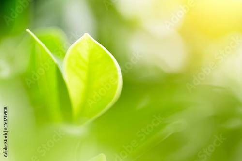Nature green backgrounds, Selective and soft focus, Green leafs in garden under sunlight, Natural green leaves plants for environment ecology concepts or greenery wallpaper background © JU.STOCKER