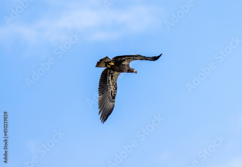 young Bald eagle 