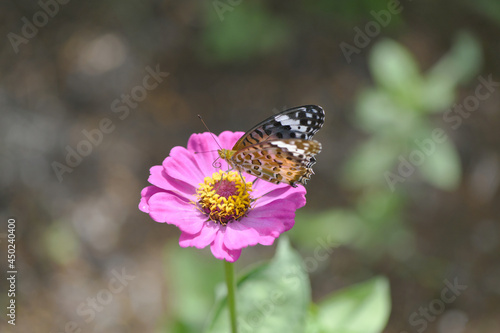 ツマグロヒョウモンチョウと百日草の花 © tomo