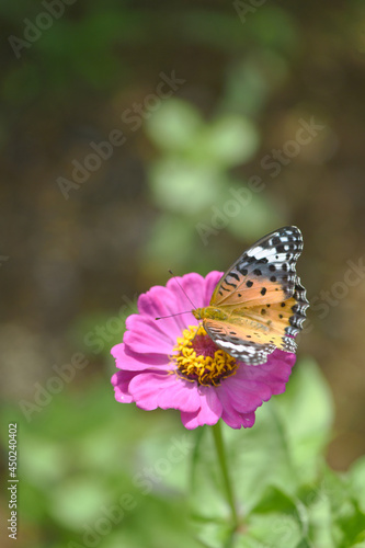 ツマグロヒョウモンチョウと百日草の花 © tomo