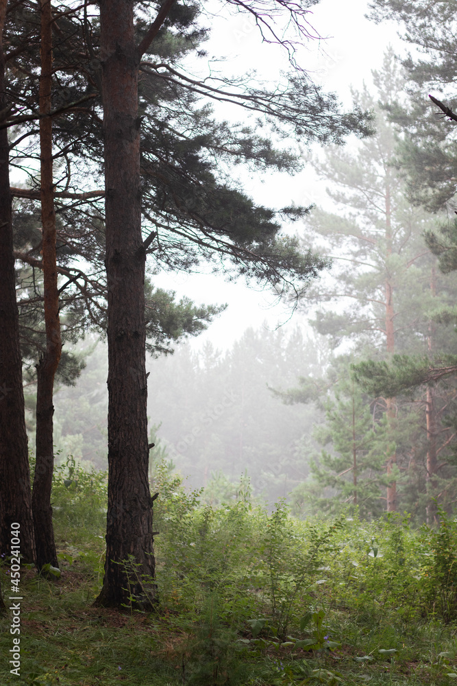 Obraz premium Siberian forest in fog