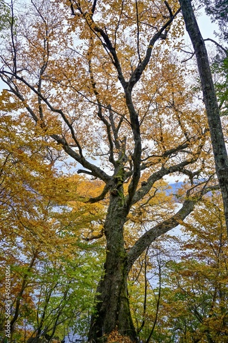 中禅寺湖の湖岸で見た苔むした大木の黄葉＠栃木