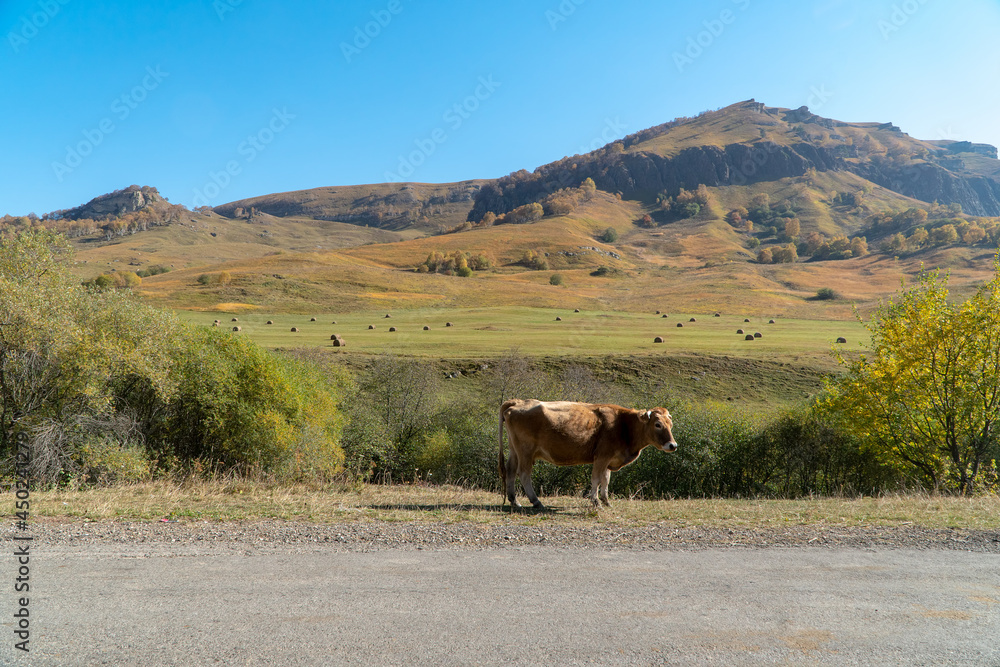 Obraz premium A cow on the road in the Caucasus. Behind a field with sheaves of harvested hay