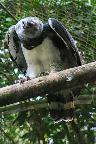 The harpy eagle Harpia harpyja is a neotropical species of eagle