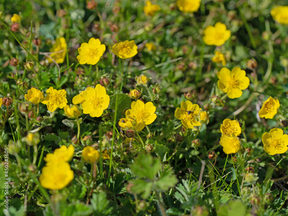 Fototapeta premium Blüten vom kriechenden Hahnenfuß, Ranunculus repens