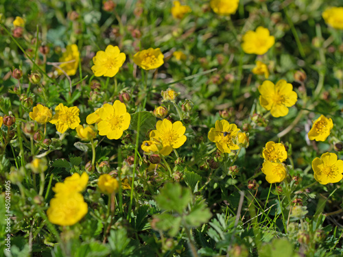 Bl  ten vom kriechenden Hahnenfu    Ranunculus repens