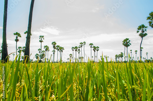 Rice fields in the field on a palm tree forest background