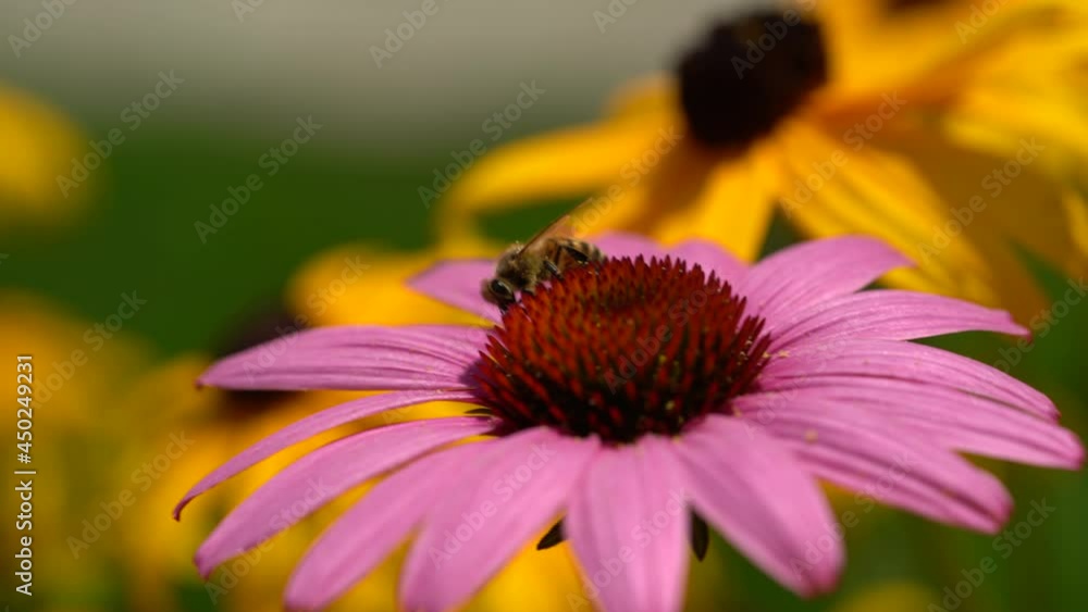 A bee searched for nectar in an echinacea flower A bee searched for nectar in an echinacea flower