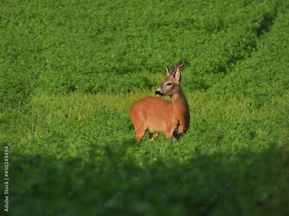 Roe deer buck in summer on field