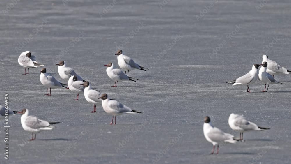 video with group of gulls on white pond ice video with group of gulls on white pond ice