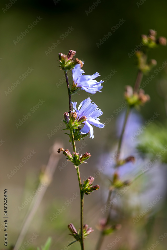 blurred blue flowers of chicory in a meadow on a sunny day, horizontal blurred blue flowers of chicory in a meadow on a sunny day, horizontal