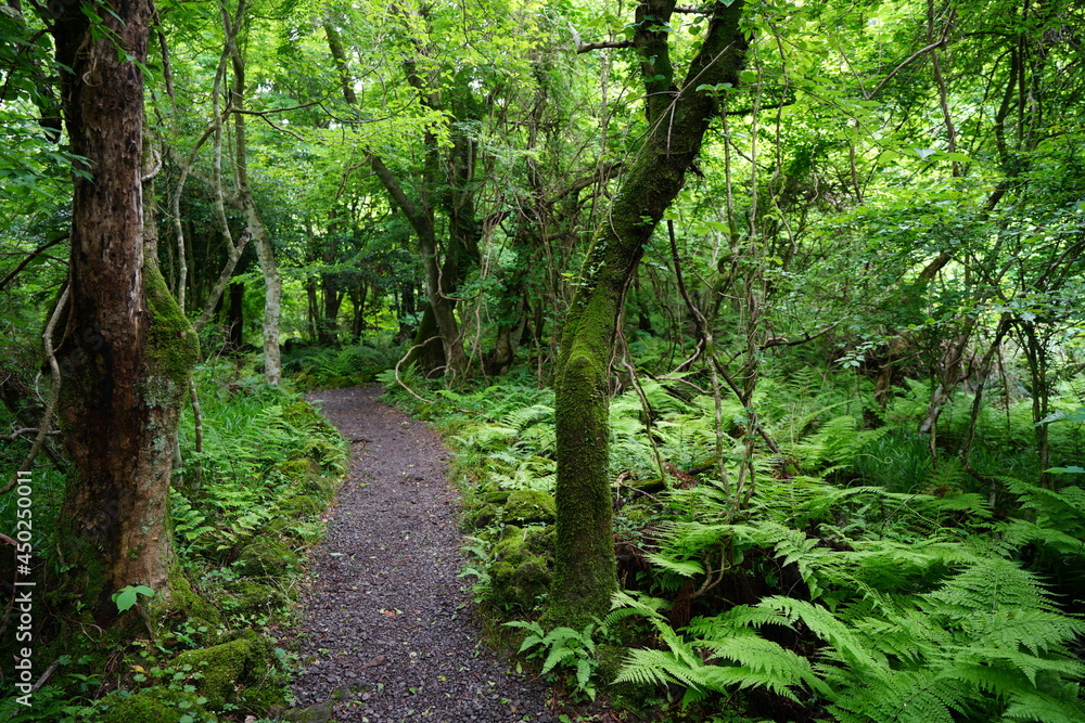 a refreshing spring forest with a path a refreshing spring forest with a path