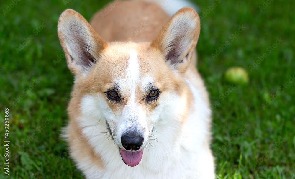 Corgi dog smile and happy in summer sunny day Corgi dog smile and happy in summer sunny day