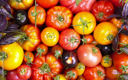 Brush fresh tomatoes of different colors Close-up.Harvest from the farm