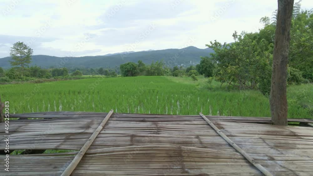 Growing rice in rural northern Thailand. Growing rice in rural northern Thailand.